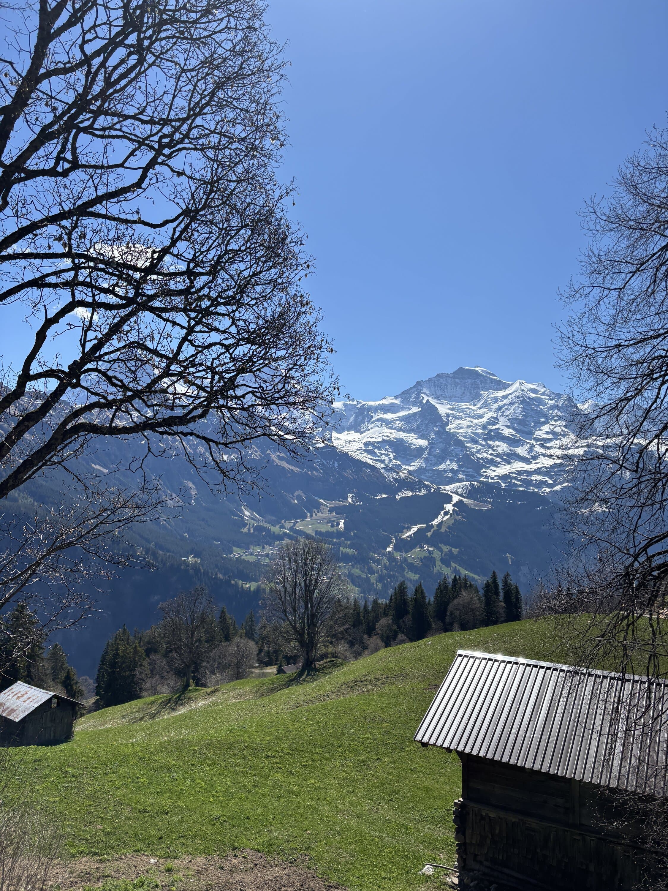 Small mountain hut below snowy peaks and a bare tree